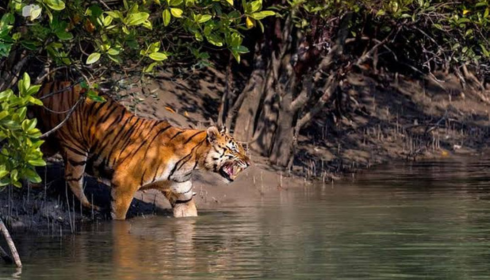 Sundarban package